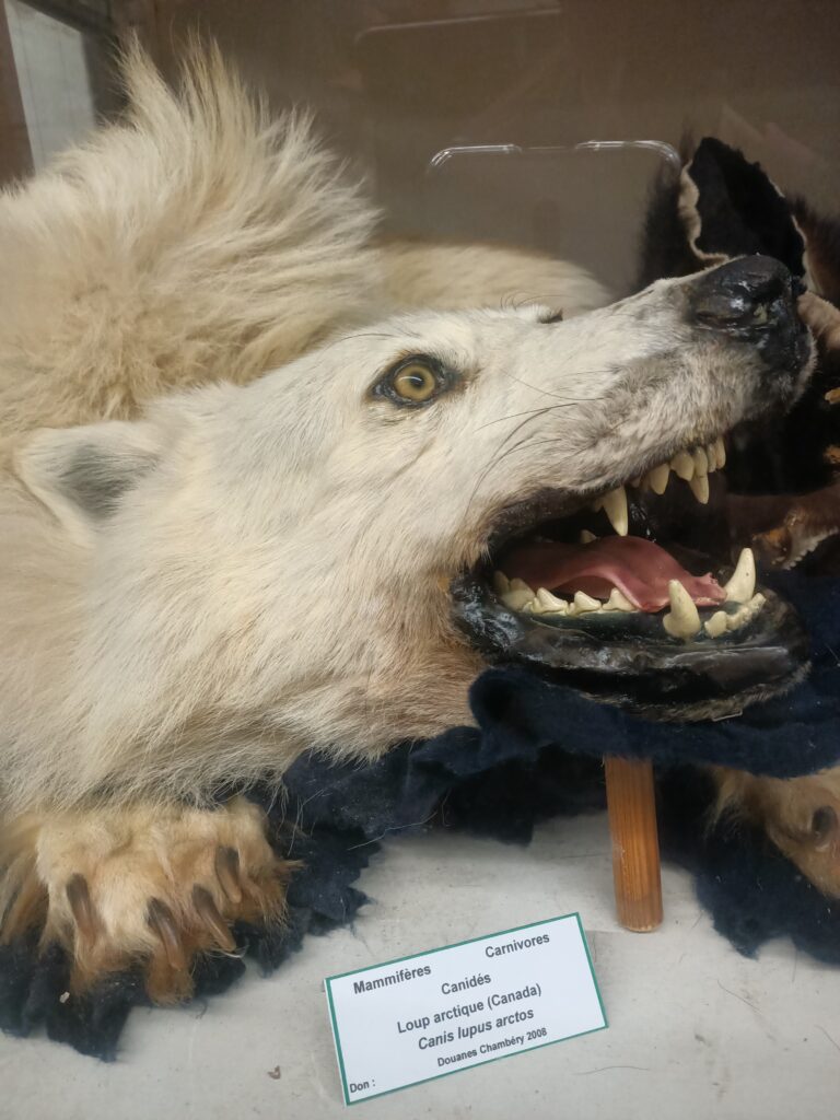 Le Loup arctique